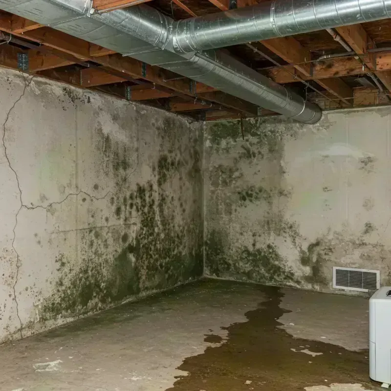 Professional Mold Removal in Odessa, FL